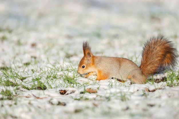 Cute red squirrel sitting in the snow covered with snowflakes