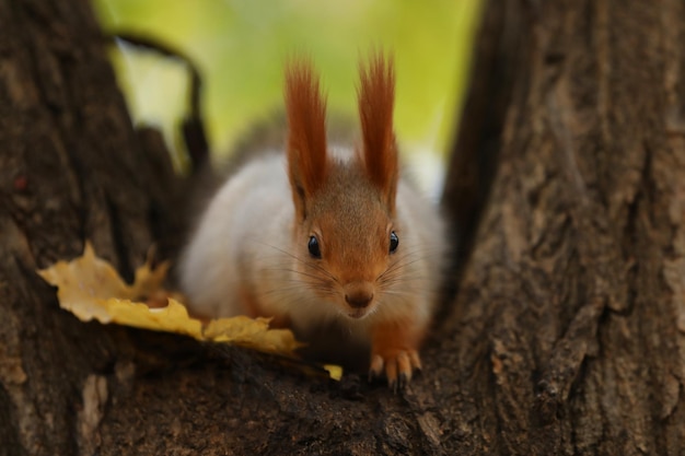 cute red squirrel on the tree in the park