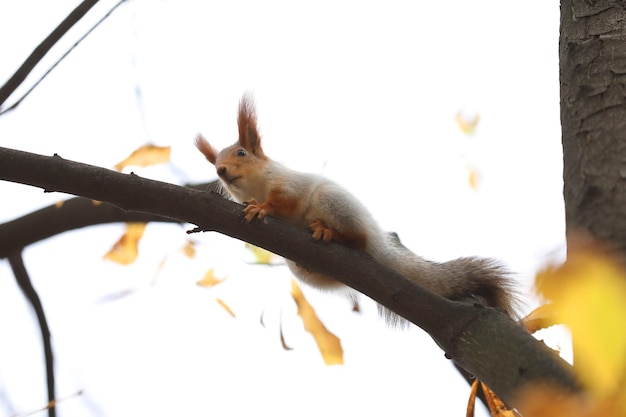 cute red squirrel on the tree in the park