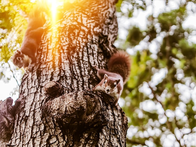 Cute red squirrel on the tree trunk