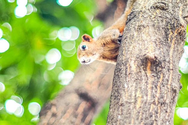 Cute red squirrel on the tree trunk