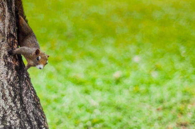 Cute red squirrel on the tree trunk