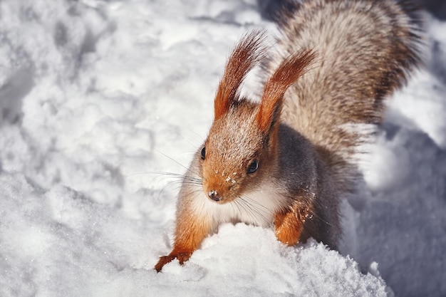 겨울 장면에서 귀여운 붉은 다람쥐