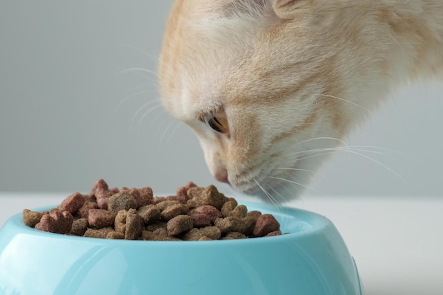 Cute red striped British Scottish fold cat near blue bowl sniffs new dry feed. Diet for pets