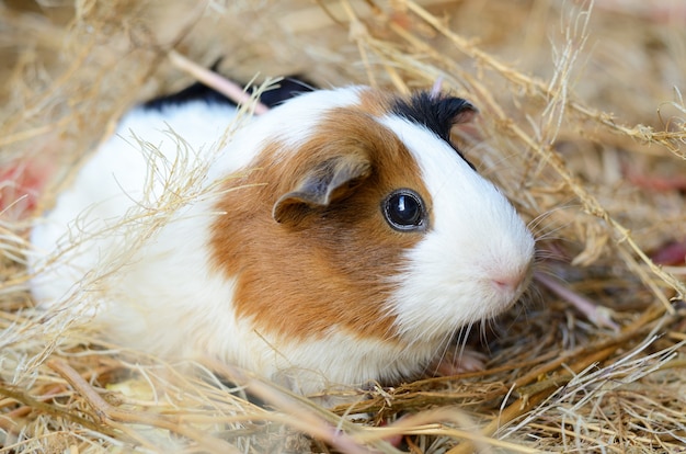 Primo piano rosso e bianco sveglio della cavia. piccolo animale domestico nella sua casa