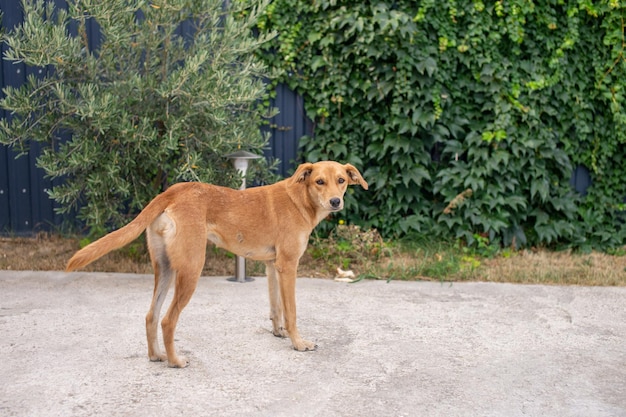 A cute redcolored puppy stands near a fence with plants