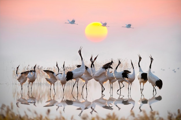 cute redcrowned crane Photos