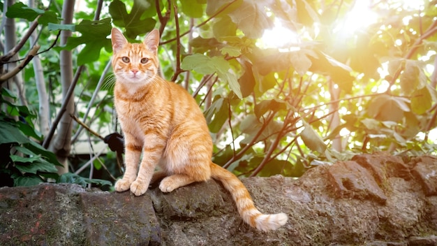 돌 위에 앉아 카메라를 바라보는 귀여운 빨간 머리 고양이