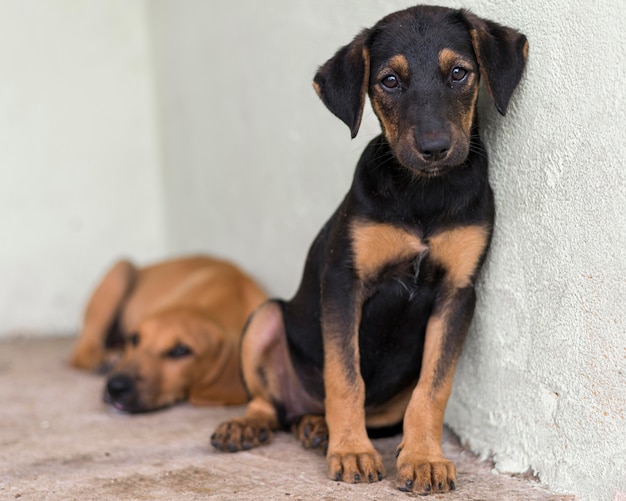 写真 養子縁組を待っている避難所でかわいい救助犬