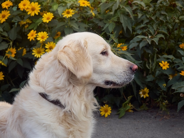 Милая собака ретривер над желтыми цветами