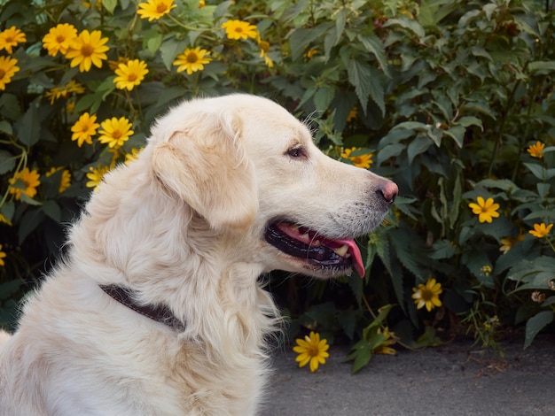 Cute retriever on the nature background.