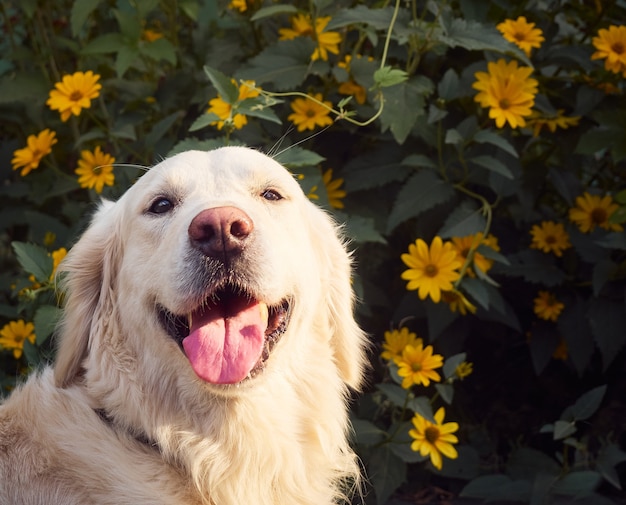 Cute retriever in nature.