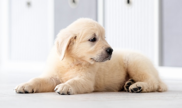 Cute retriever puppy lying on floor in room