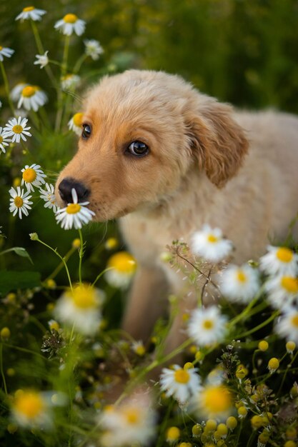 Photo cute retriever puppy sitting in daisy field looking at the camera