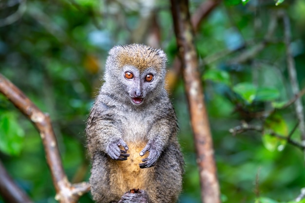 自然の中でかわいいリングテールの赤ちゃんキツネザル