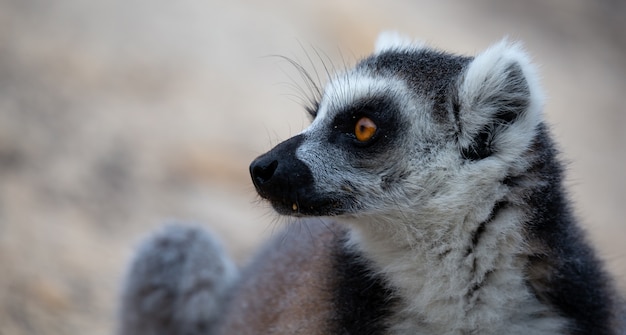 Lemure dalla coda ad anelli carino in natura