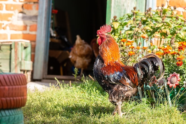 Simpatico gallo che canta nella fattoria