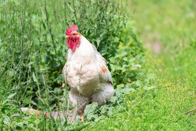 Simpatico gallo che canta nella fattoriax9