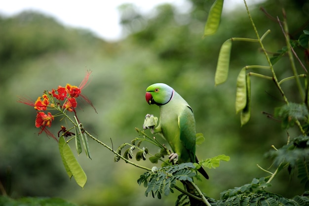 Premium Photo | A cute rose ringed parakeet or also known as the green  parrot sitting on top of the tree