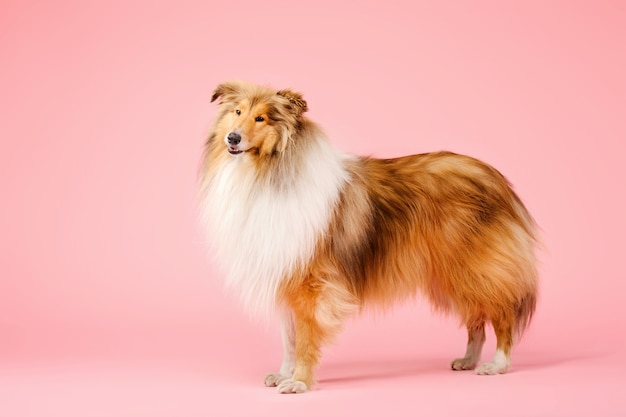 ピンクの背景にかわいいラフコリー犬