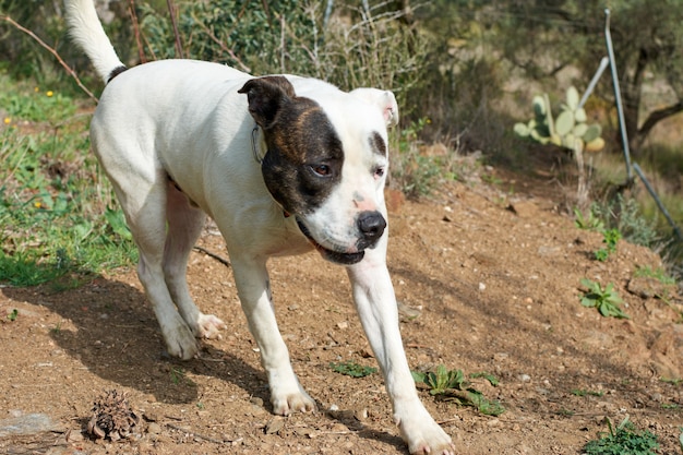 A cute running bull terrier dog