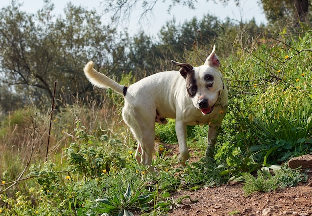 A cute running bull terrier dog