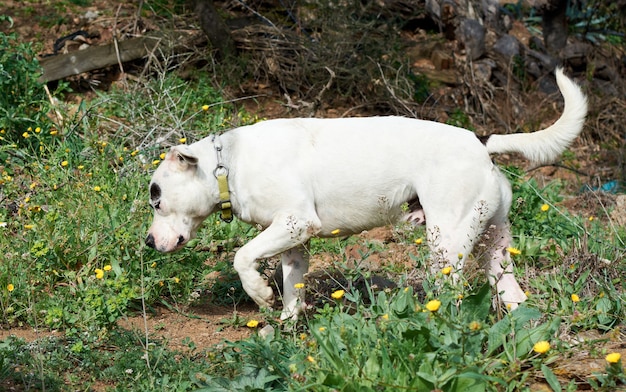 A cute running bull terrier dog