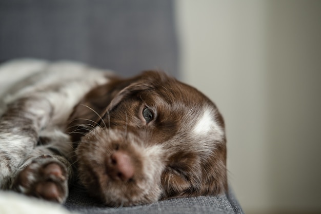 Cute russian spaniel brown merle blue eyes puppy dog lying on couch. On one side.