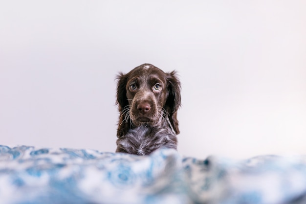 Cute russian springer spaniel on bed indoors.