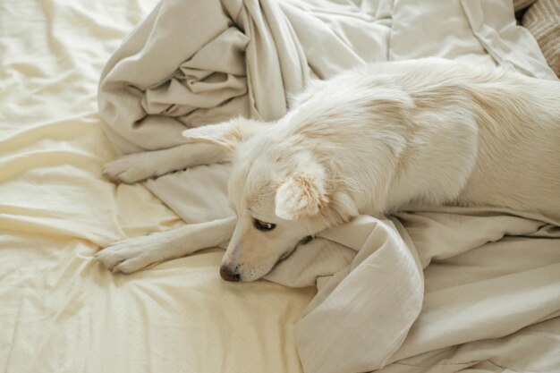 Cute sad dog lying and relaxing on bed adopted dog in cozy home
nap time