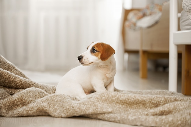 Cute sad puppy sitting on the blanket.