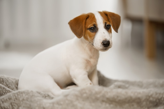 Cute sad puppy sitting on the blanket.