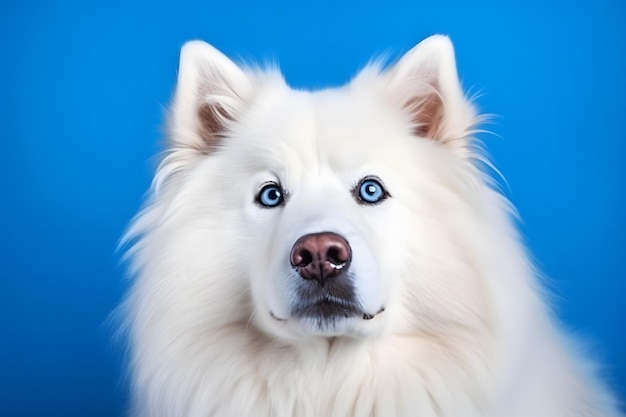 Cute samoyed dog on blue color background neural network ai generated