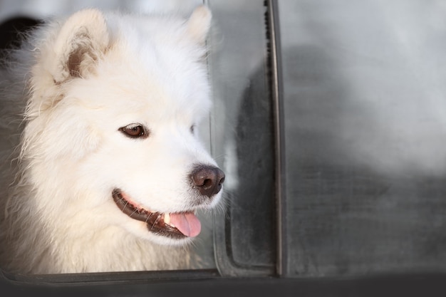 Simpatico cane samoiedo che guarda fuori dal finestrino dell'auto