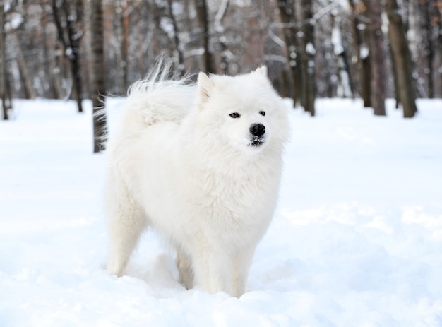 Cute samoyed dog in park on winter day