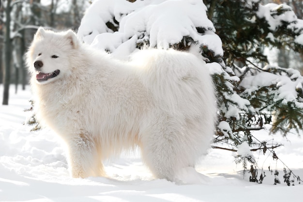 Cute samoyed dog in park on winter day