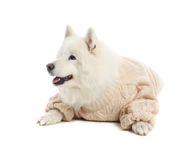 Cute Samoyed dog in warm sweater on white background