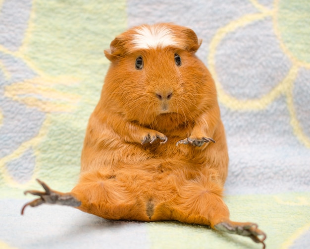 Cute scared guinea pig with long nails sitting in a funny pose