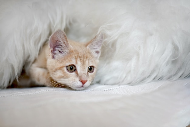 Cute scared kitten is playing hide and seek on the bed in a blanket. Muzzle kitten peeking out of hiding