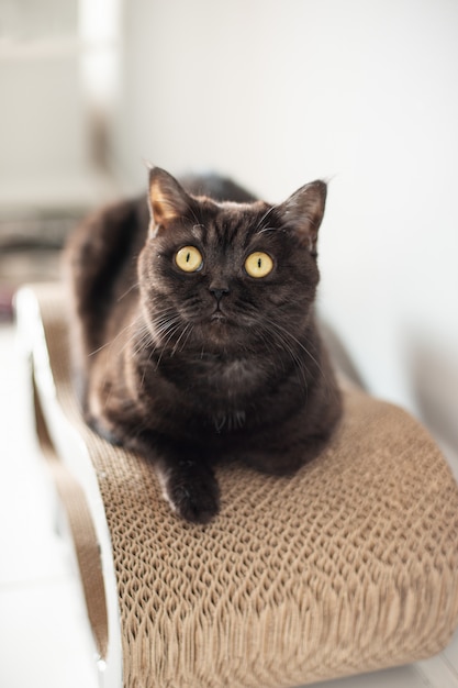 Ragazza sveglia del gatto scozzese che si siede sulla sua posta di scratch e che guarda, ritratto del gatto del primo piano