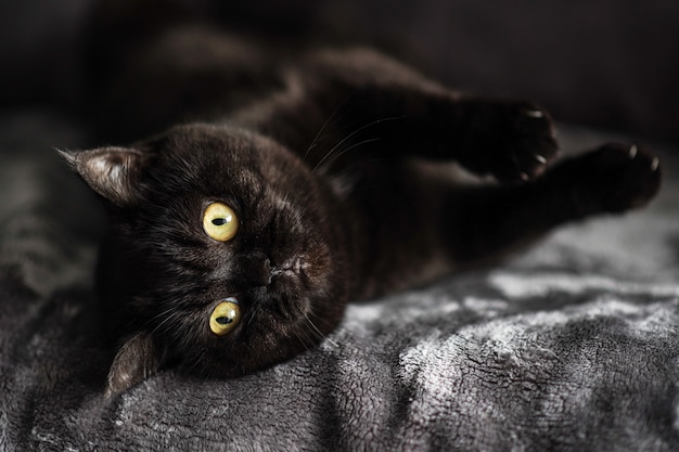 Cute scottish cat lies on a bed