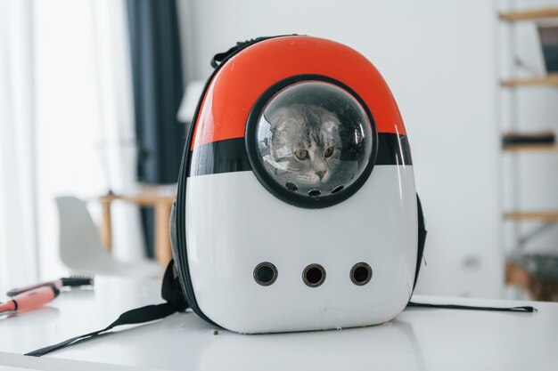 Cute scottish fold cat sitting in the backgpack for animals indoors