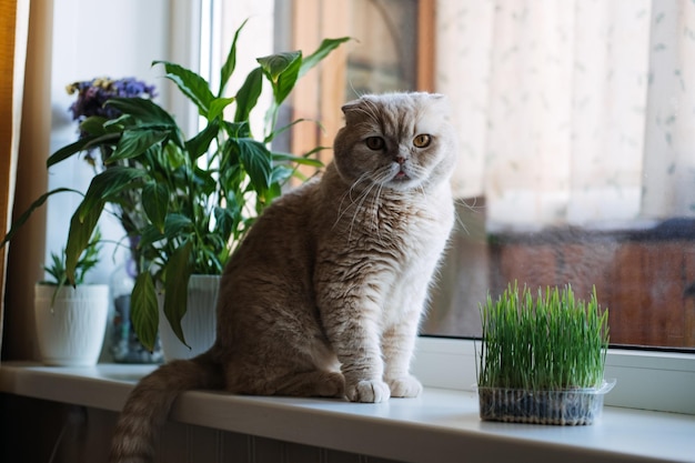 Милая шотландская кошка, сидящая рядом с кошачьей травой или кошачьей травой, выращенной из семен ячменя, овеса, пшеницы или ржаного.
