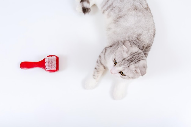 흰색 배경에 브러시가 있는 귀여운 스코티시 폴드 고양이 개인 위생 손질