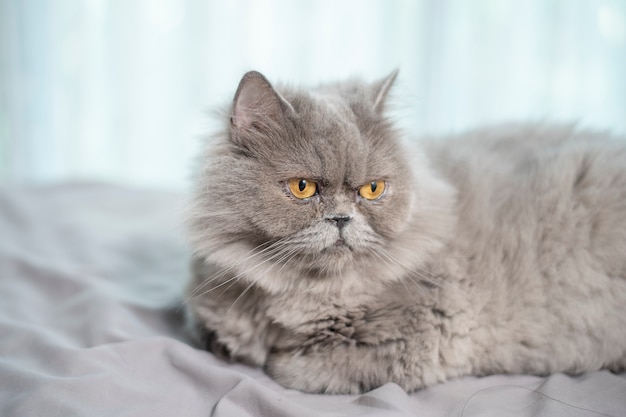 Cute Scottish fold cat.