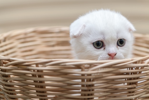 Cute Scottish fold kitten standing in bamboo basket