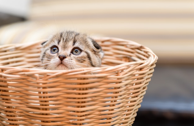 かごの中に立っているかわいいスコティッシュフォールド子猫、