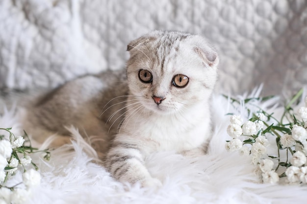 Cute scottish fold kitten and white flowers on a white plaid