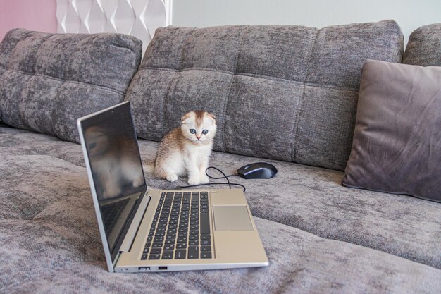 Cute scottish fold kitten with a laptop computer on the sofa