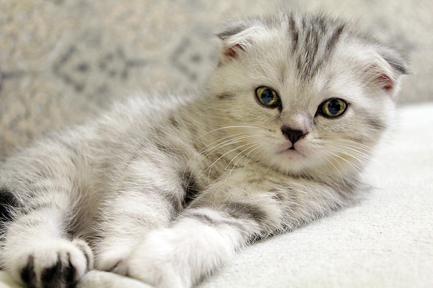 Photo cute scottish fold kitten